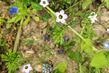 Biene auf blauer Blüte